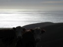 Big Sur cows